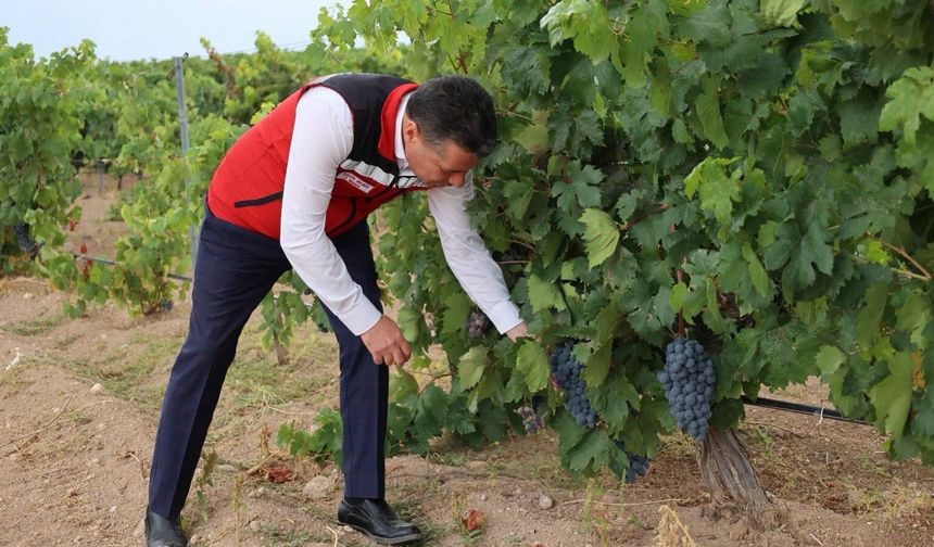 Üzüm üreticisi fiyatlardan dertli: Çalışmalar neden sonuç vermiyor?