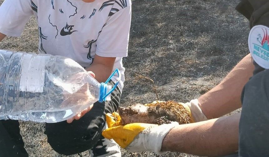 7 bağ evinin zarar gördüğü yangında bir can için mücadele ettiler