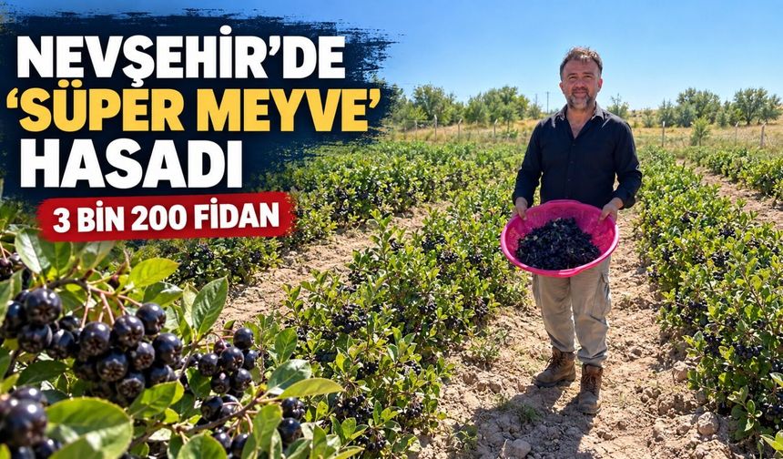 Kuzey Amerika’dan Gülşehir’e uzandı: 3 bin 200 fidanla üretim
