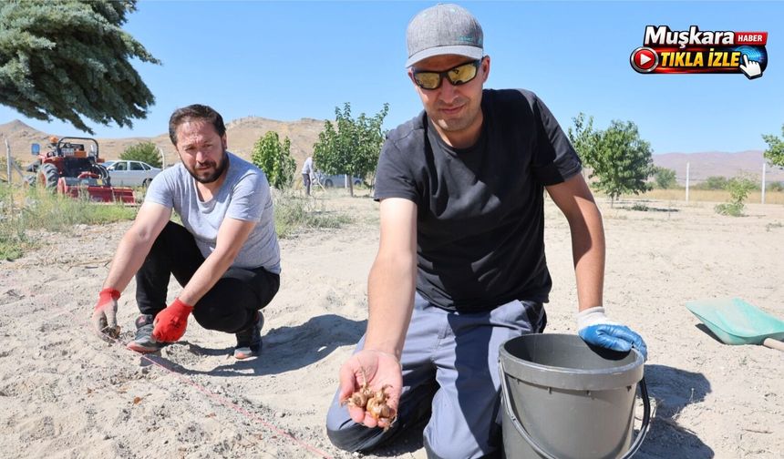 Kapadokya’da safran üretimi başladı: Turistler hasada katılacak