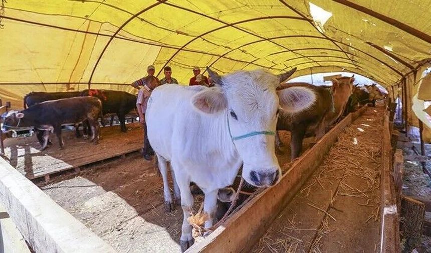 Nevşehir Hayvan Pazarı tekrar kapatıldı