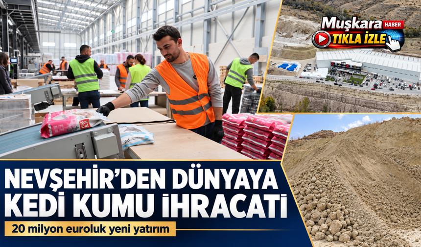 Kedi kumu fabrikası Türkiye'ye 50 milyon dolar döviz kazandırıyor