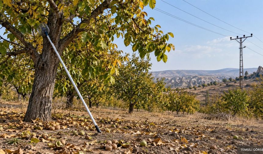 Nevşehir’de ceviz toplarken acı olay: İki çocuk babası yaşamını yitirdi