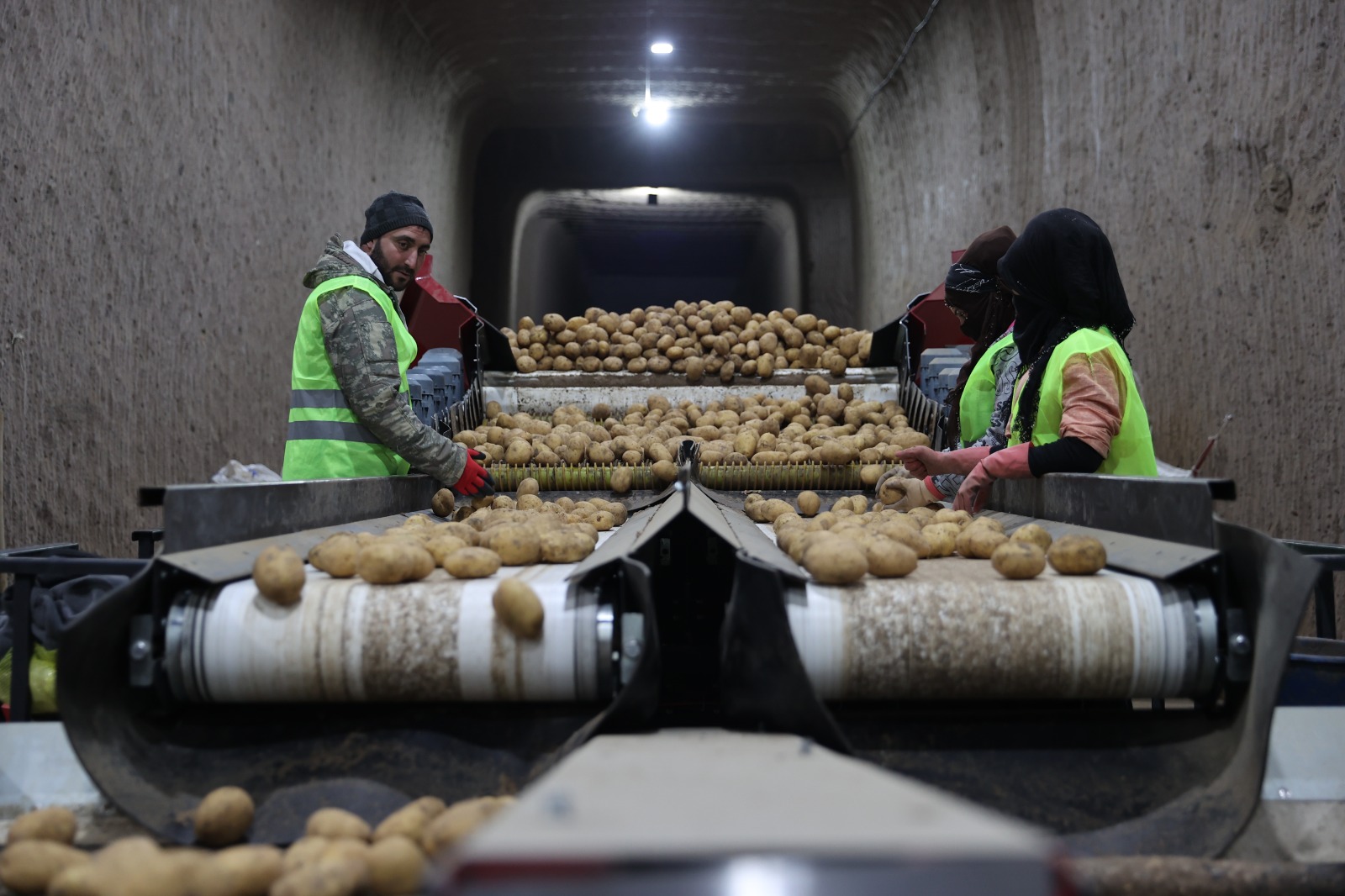 Türkiye'yi Besleyecek Tohumluk Patatesler Nevşehir’den Sevk Ediliyor 2