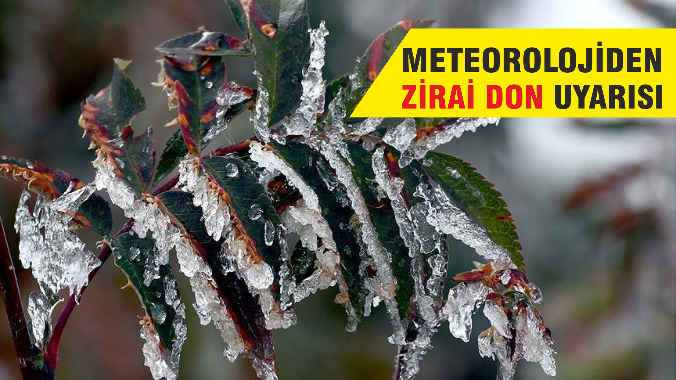 Nevşehir dikkat! Zirai don tehlikesi