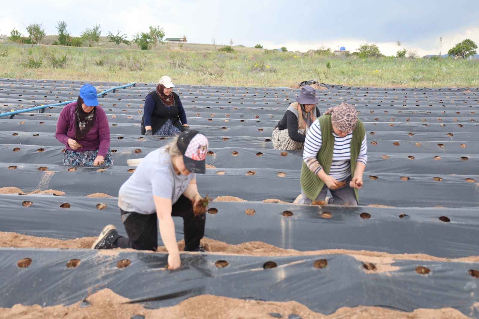 6 Çilekle Başladı, 60 Bin Fideli Üretici Oldu (2)