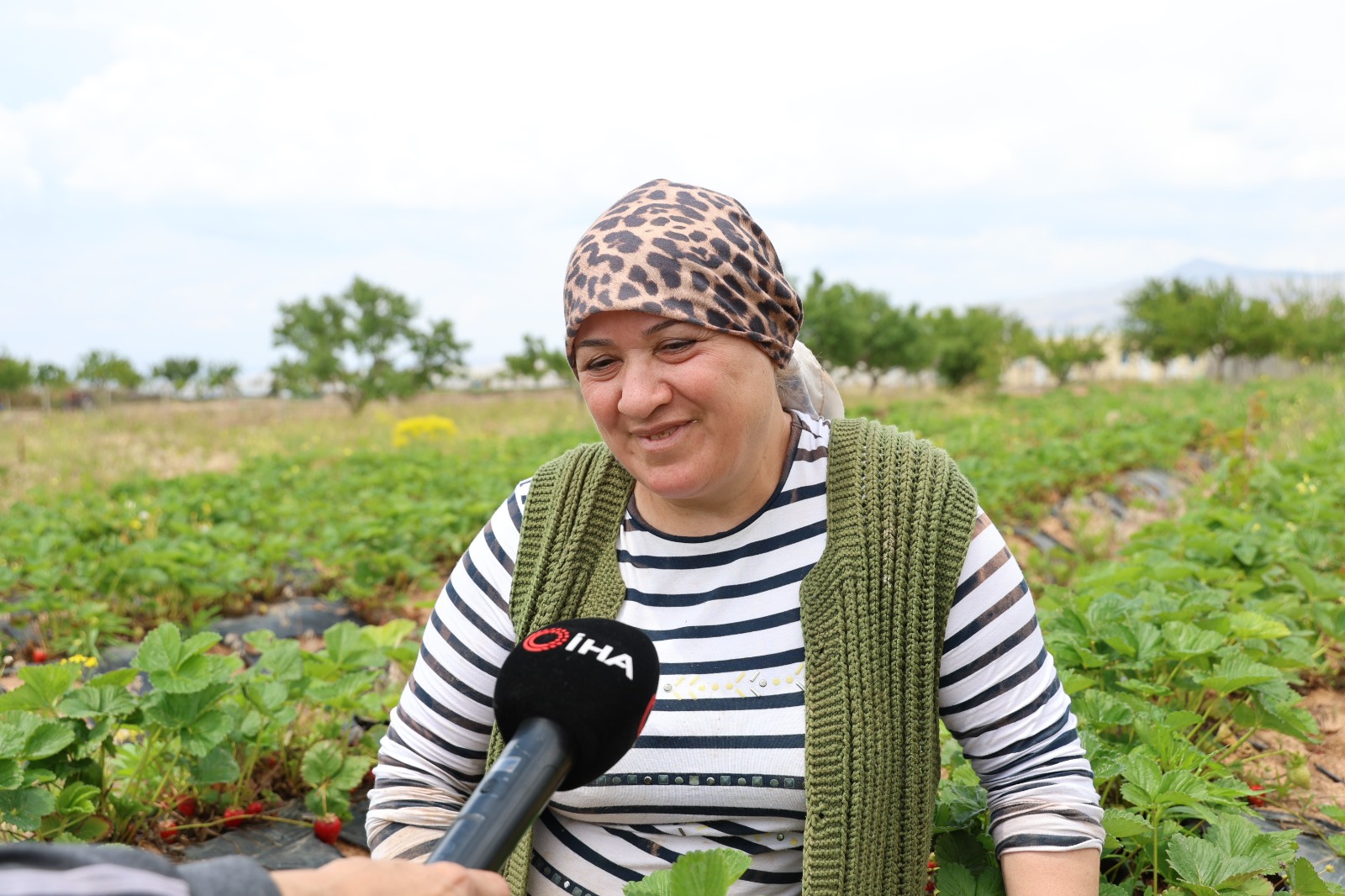 6 Çilekle Başladı, 60 Bin Fideli Üretici Oldu (3)