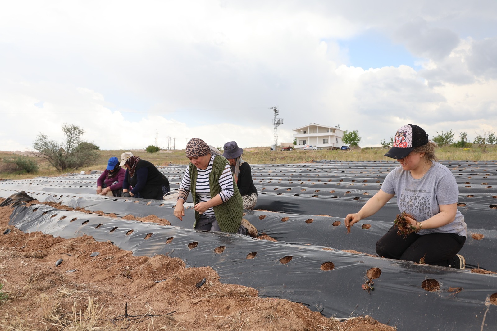 6 Çilekle Başladı, 60 Bin Fideli Üretici Oldu (5)