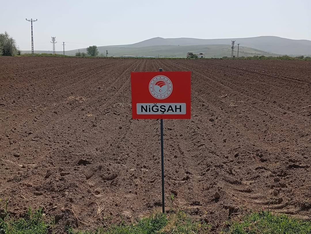 Yerli Ve Milli Patates Tohumları Toprakla Buluştu!Saruhan Ve Nigşah Patates Tohumu Çeşitleri Artık Sahada! İl Tarım Ve Orman Müdürlüğümüz Teknik Ekipleri Tarafından, Niğde Patates Araştırma Enstitüsü Tarafın (3)