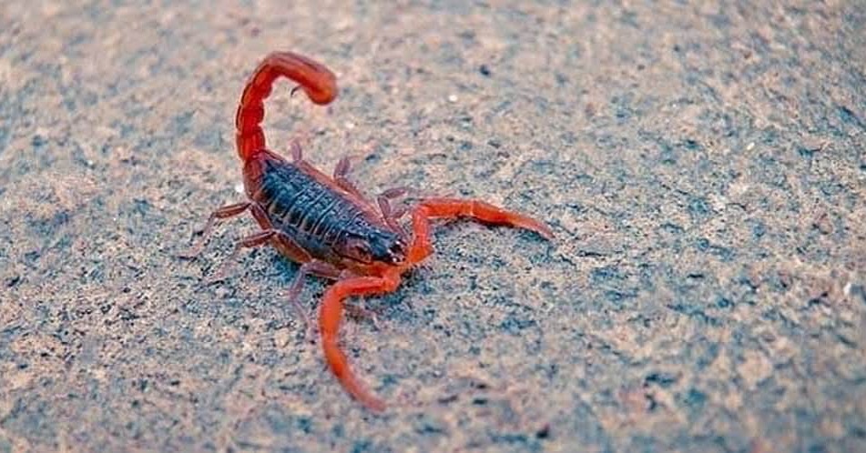 Nevşehir’de Kızıl Akrebe Dikkat!Havaların Isınması Ile Vatandaşların Korkulu Rüyası Kuyruğu Eğri