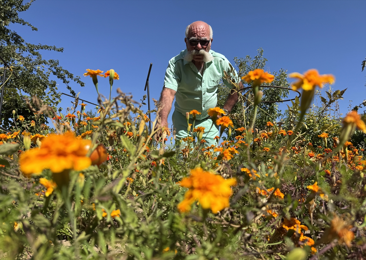 A A 20250917 39136783 39136781 N E V S E H I R I N R E N K L I P A L A S I 50 Y I L D I R T E K R E N K L I G I Y S I L E R L E G E Z I Y O R