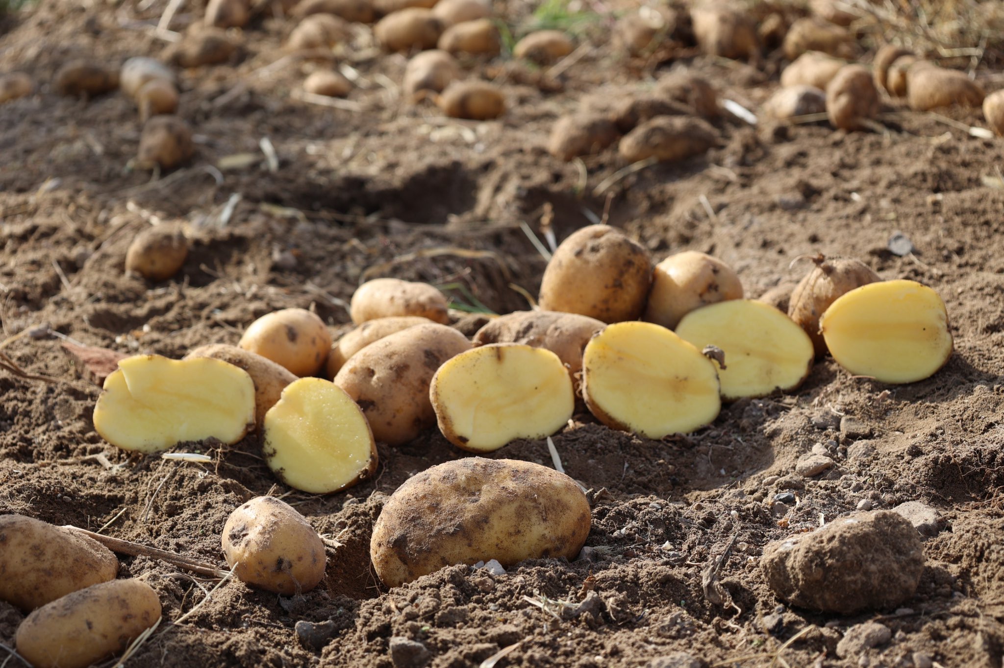 G41 Znsf X Q A E N V6V