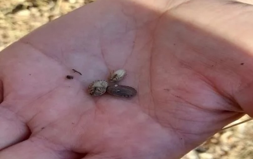 587292990 18174197587371746 4833039272311492788 N