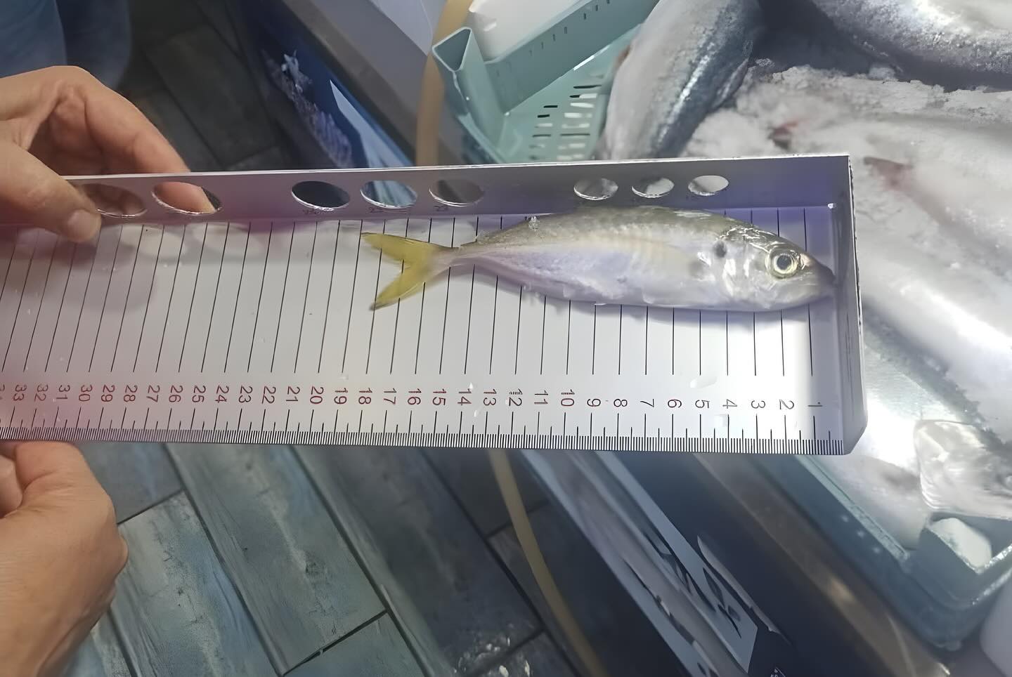 597851093 18174112165371746 6556773951076455763 N