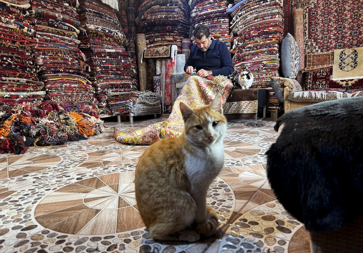 A A 20260215 40559908 40559894 E S K I H A L I V E K I L I M L E R I O N A R A N S U L E Y M A N U S T A G E R I D O N U S U M E K A T K I S A G L A Y I P K U L T U R U Y A S A T I Y O R