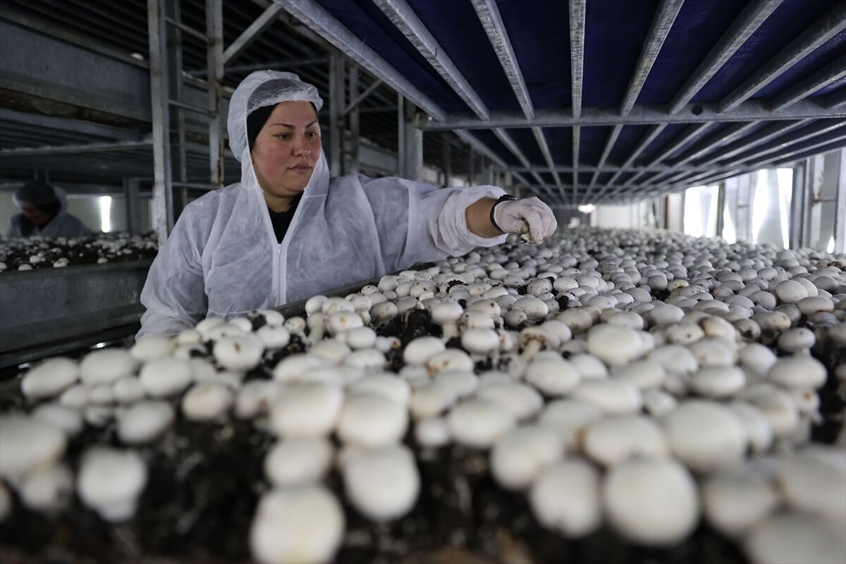 A A 20260225 40660584 40660574 N E V S E H I R D E G I R I S I M C I D E V L E T D E S T E G I Y L E K U R D U G U T E S I S T E G U N D E 2 T O N M A N T A R U R E T I Y O R