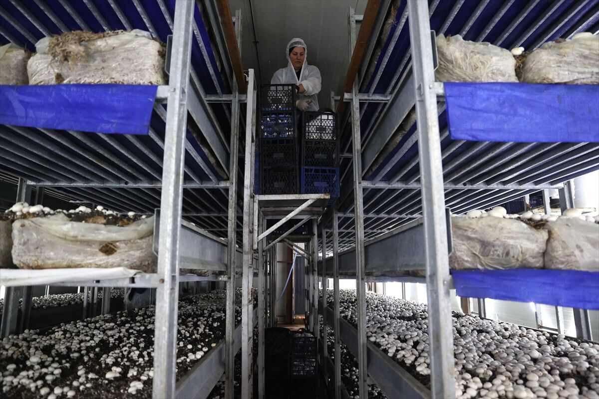 A A 20260225 40660584 40660575 N E V S E H I R D E G I R I S I M C I D E V L E T D E S T E G I Y L E K U R D U G U T E S I S T E G U N D E 2 T O N M A N T A R U R E T I Y O R