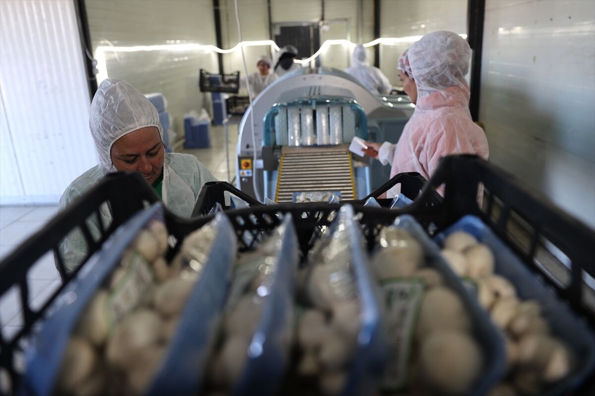 A A 20260225 40660584 40660578 N E V S E H I R D E G I R I S I M C I D E V L E T D E S T E G I Y L E K U R D U G U T E S I S T E G U N D E 2 T O N M A N T A R U R E T I Y O R