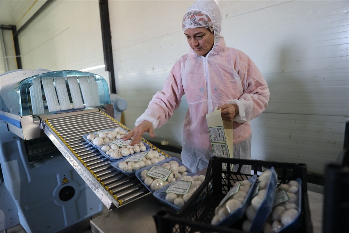 A A 20260225 40660584 40660579 N E V S E H I R D E G I R I S I M C I D E V L E T D E S T E G I Y L E K U R D U G U T E S I S T E G U N D E 2 T O N M A N T A R U R E T I Y O R