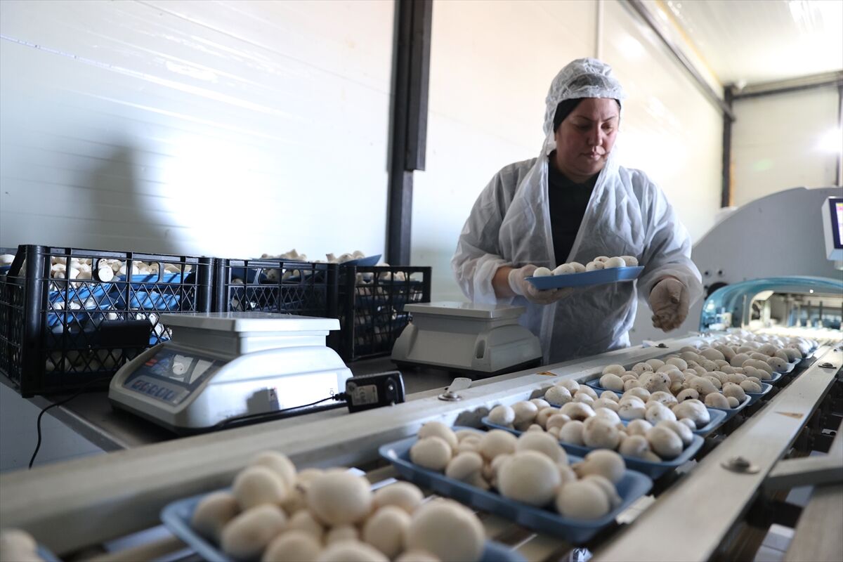 A A 20260225 40660584 40660580 N E V S E H I R D E G I R I S I M C I D E V L E T D E S T E G I Y L E K U R D U G U T E S I S T E G U N D E 2 T O N M A N T A R U R E T I Y O R