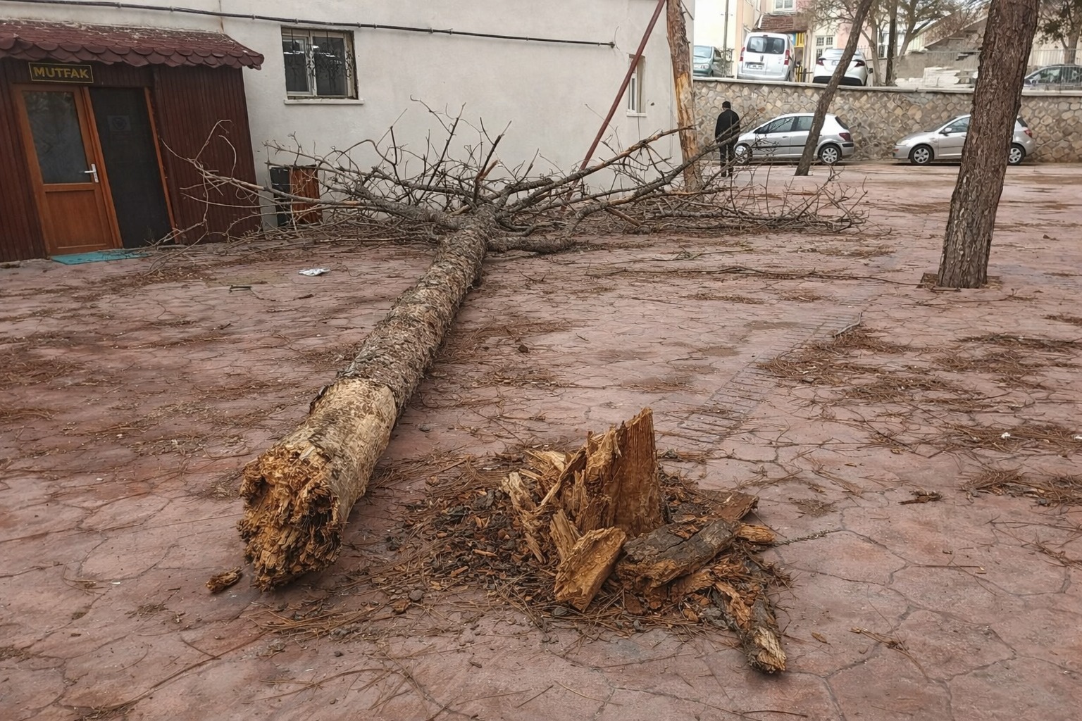 Kuvvetli rüzgar Nevşehir’i vurdu: Parktaki çam ağacı devrildi