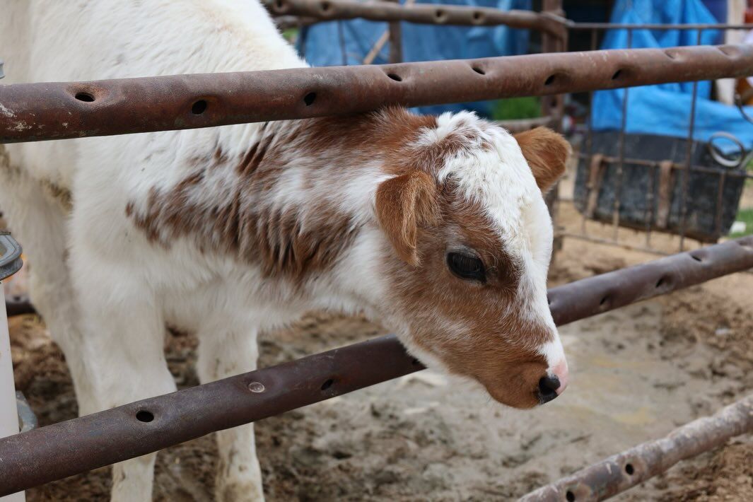 655201346 18185497105371746 7266829340904295279 N