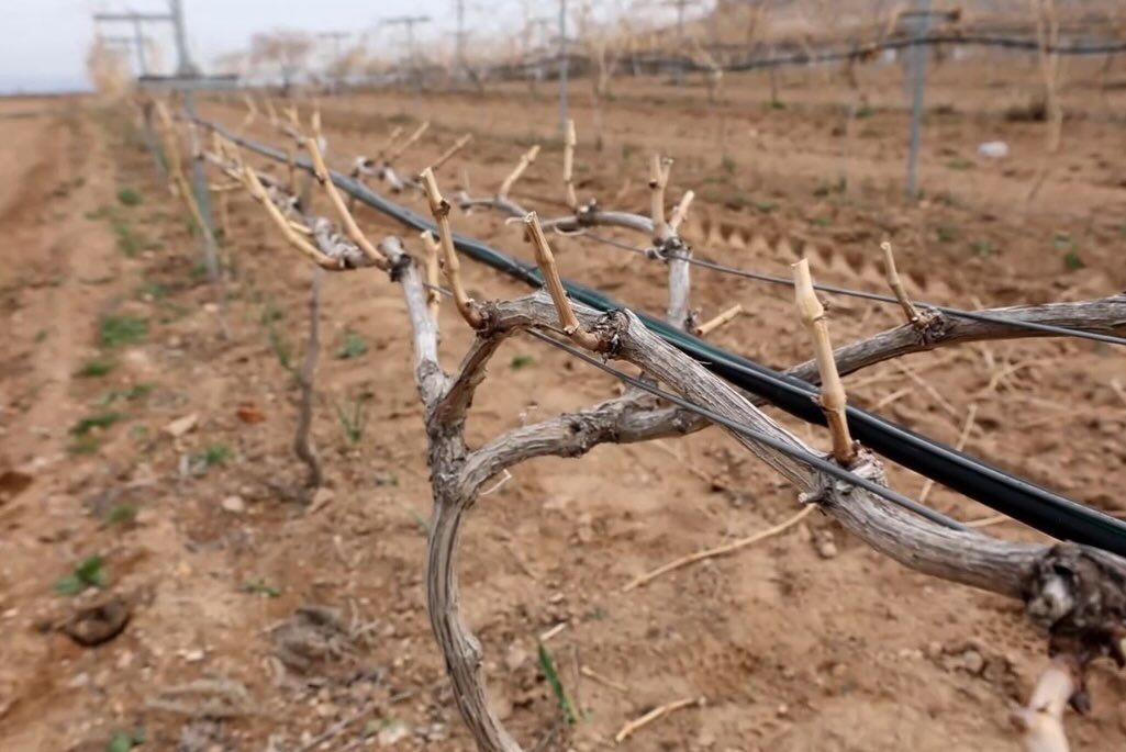 655717122 18184946002371746 7658510083214588151 N