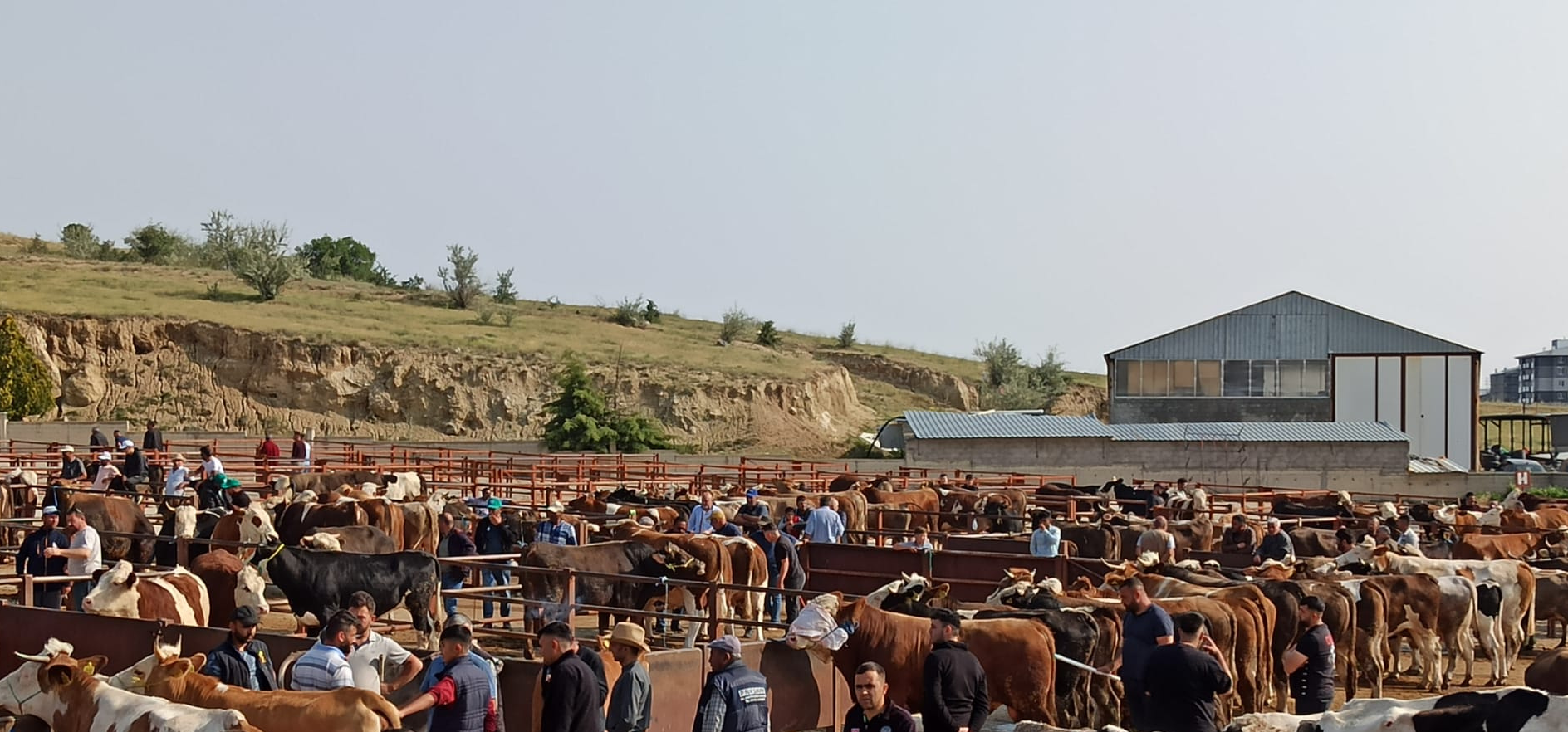 Şap hastalığı bitti, Nevşehir Hayvan Pazarı kapılarını açıyor