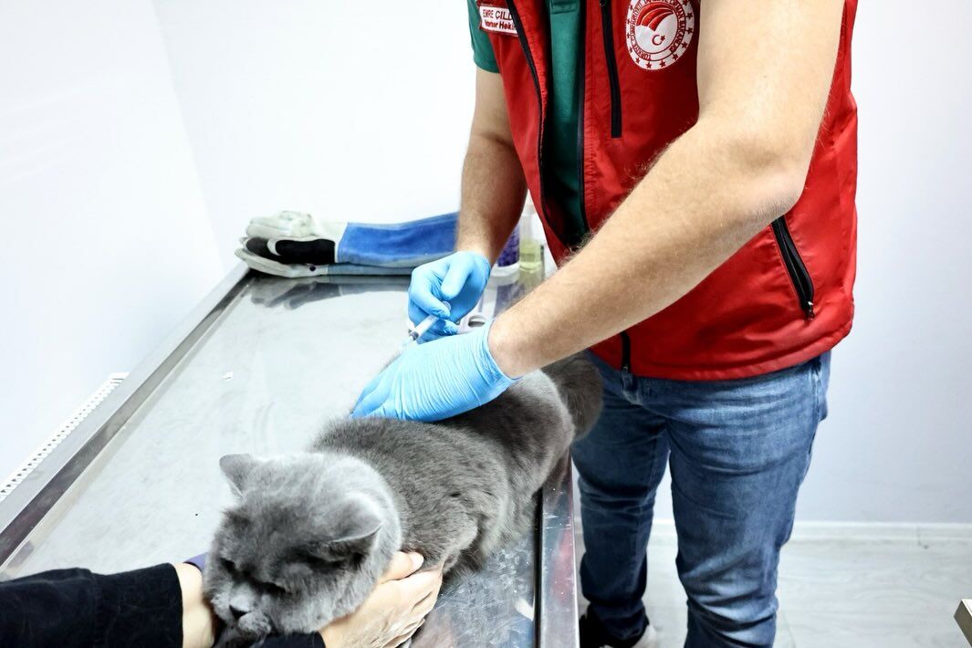 🐾💉 Kedi Ve Köpeklerde Çip Ve Kuduz Aşısı Uygulamaları Devam Ediyor!Hayvan Sağlığını Korumak Ve (2)