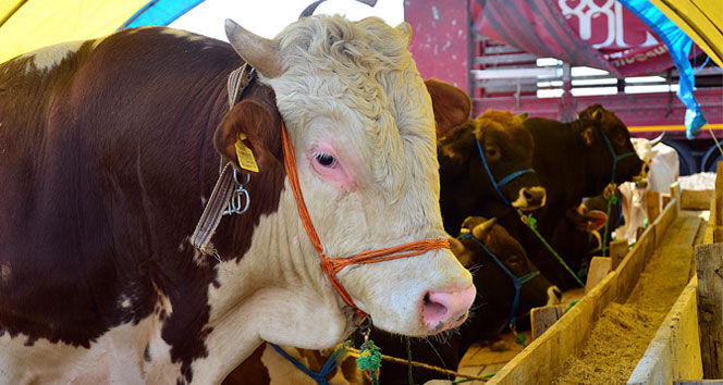 Kurban Bayramı öncesi büyük tehlike! “Uygun fiyatlı hisse” tuzaklarına dikkat