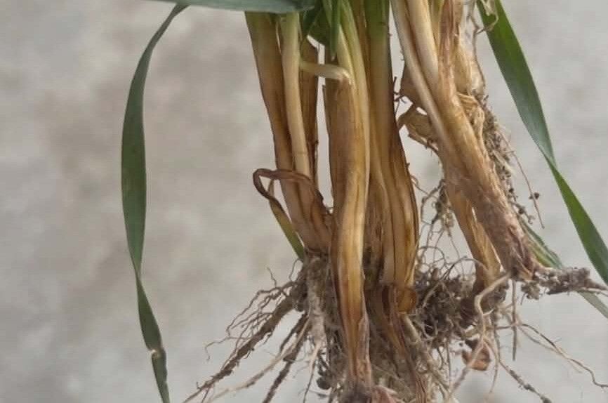 Buğday hastalıkları ve rhizoctonia çürüklüğü ile mücadele yöntemleri