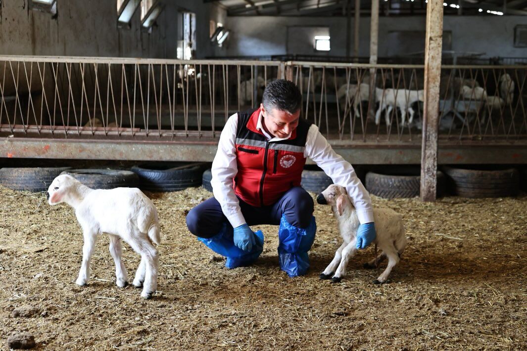 Nevşehir’de küçükbaş seferberliği: Küpeleme ve aşılama devam ediyor