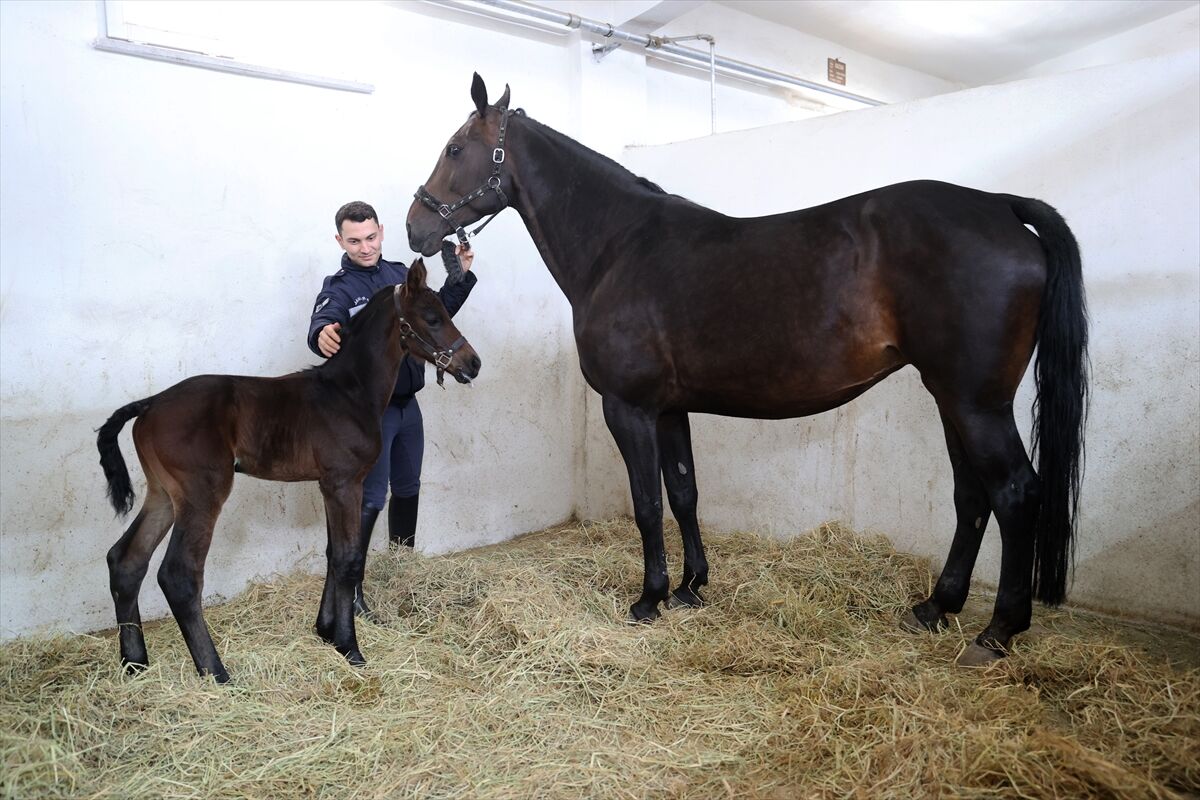 A A 20260416 41119581 41119569 J A N D A R M A N I N S A H A D A K I Y A R D I M C I L A R I Z O R L U E G I T I M D E N G E C I Y O R