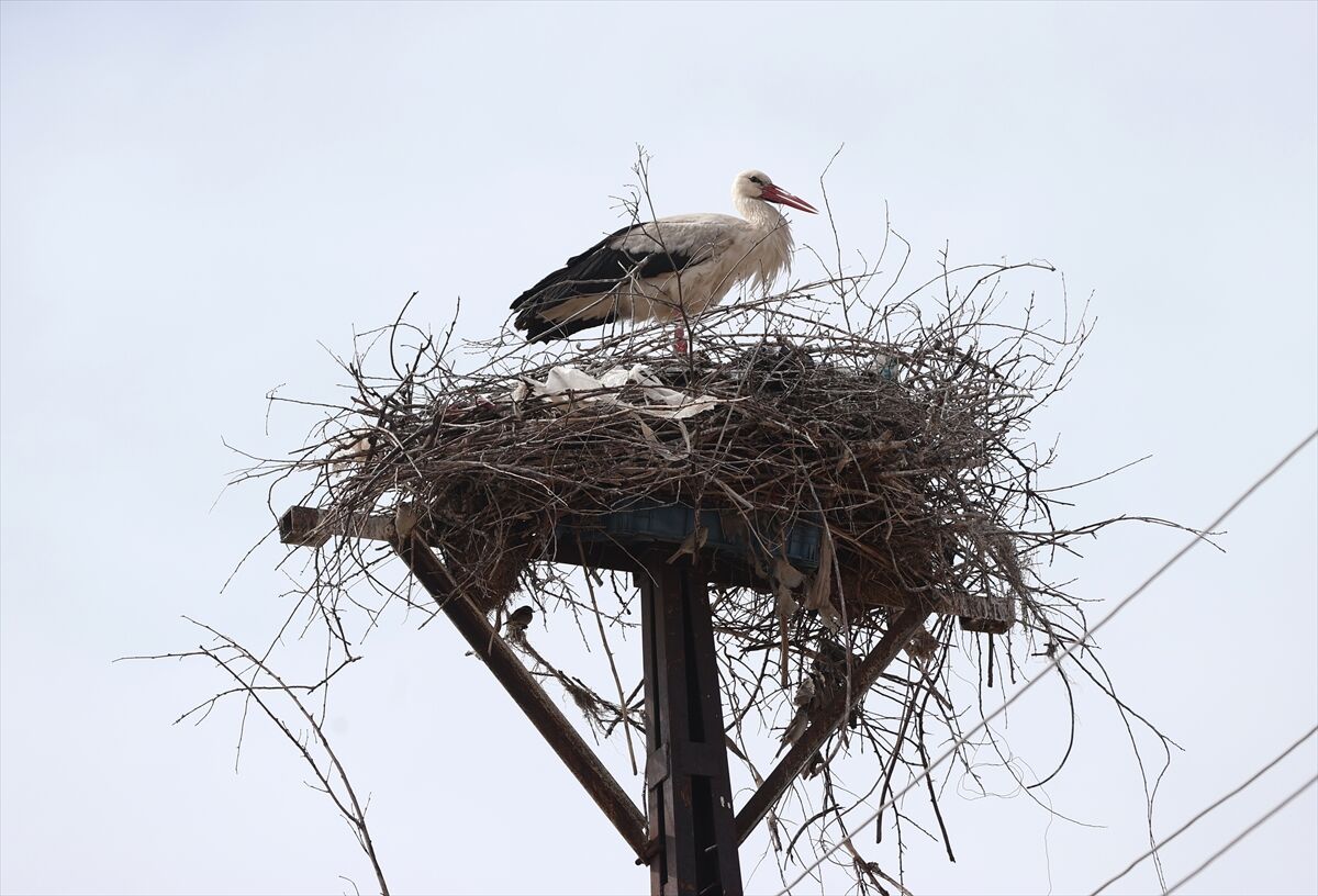 A A 20260421 41167061 41167055 K O Y L E R I N E 7 Y I L D I R G E L E N L E Y L E K L E R G A R I P V E G U R B E T I K A M E R A Y L A T A K I P E D I Y O R L A R