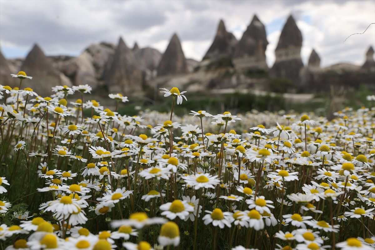 A A 20260422 41179373 41179369 K A P A D O K Y A D A P E R I B A C A L A R I B A H A R D A C I C E K L E R L E B U L U S T U