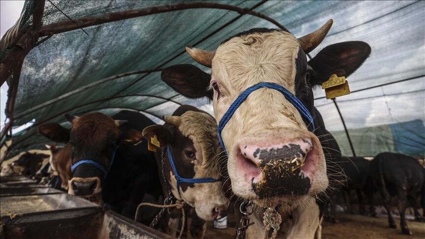 Nevşehir’de 2026 kurbanlık fiyatları belli oldu: İşte rakamlar