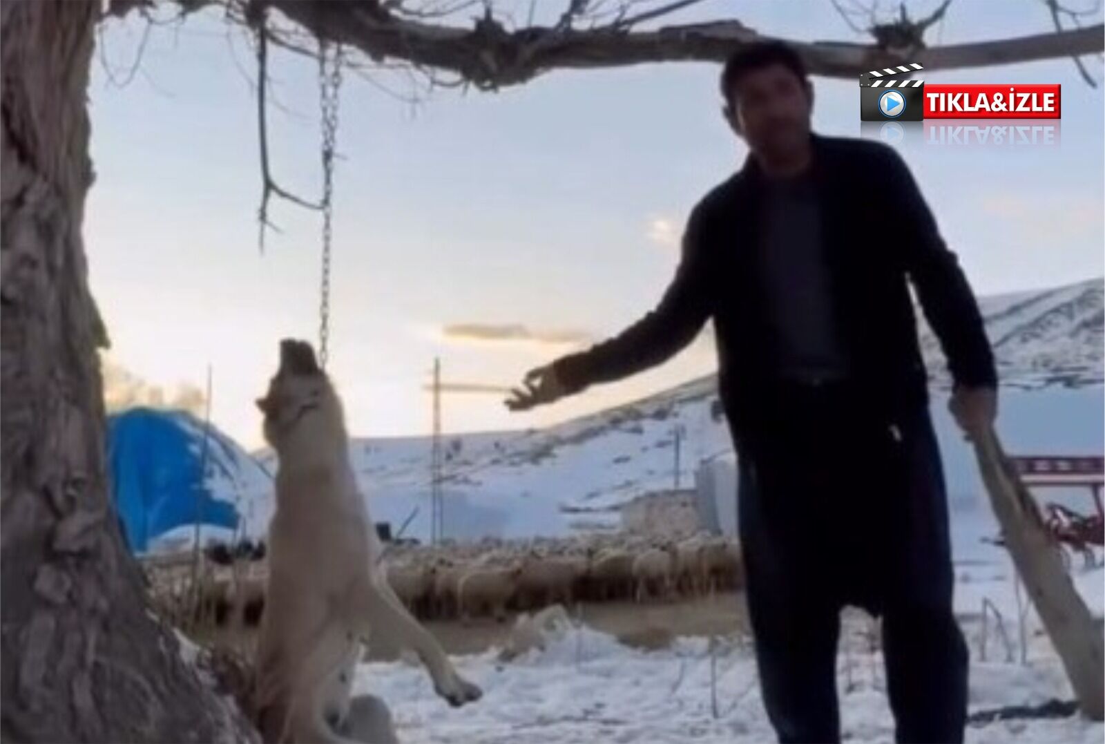 Köpeği zincirle ağaca asarak vahşice öldürdü