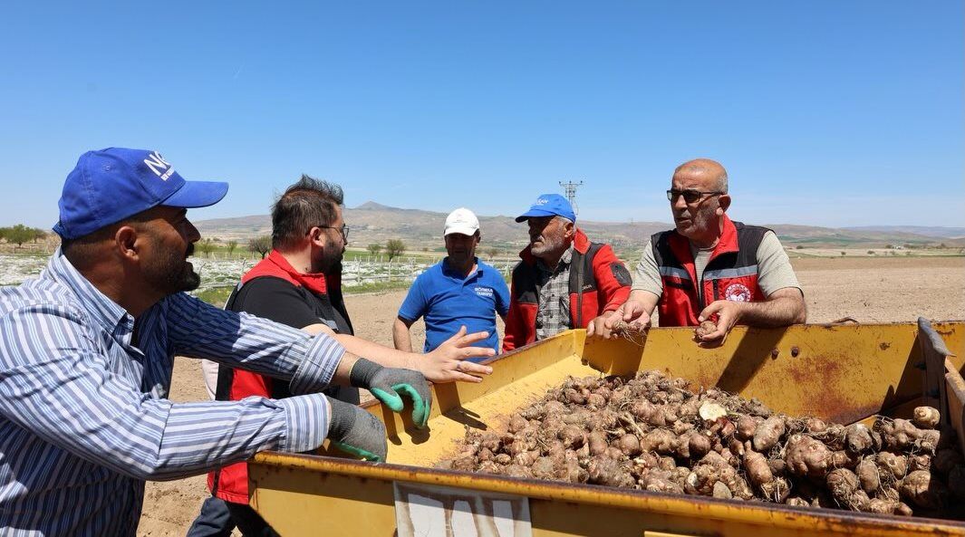 Nevşehir’de yer elması üretimi ilk kez bu ölçekte yapıldı
