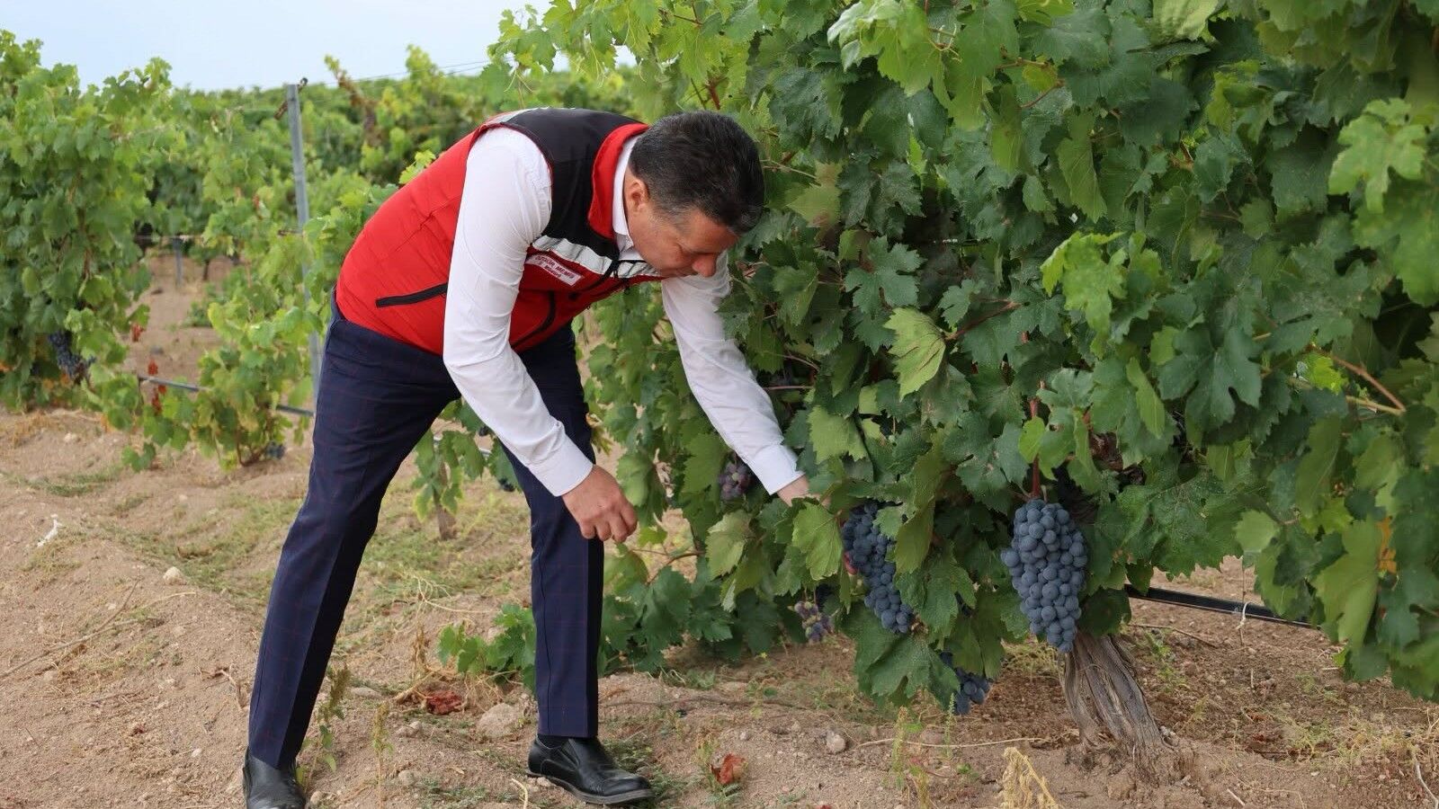 Üzüm üreticisi fiyatlardan dertli: Çalışmalar neden sonuç vermiyor?